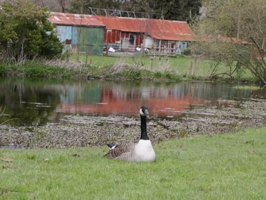 A goose sitting on grass near a pond with an old rusty barn in the background at The Courtyard - Hilltop Barn in Winterborne Zelston near Wareham