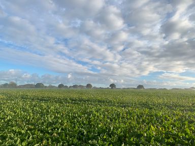 A field with green crops and trees in the distance under a partly cloudy sky at The Little Hay Barn in Bacton
