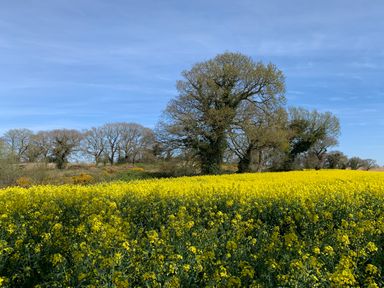 A field of yellow flowers with trees in the background under a blue sky at The Little Hay Barn in Bacton