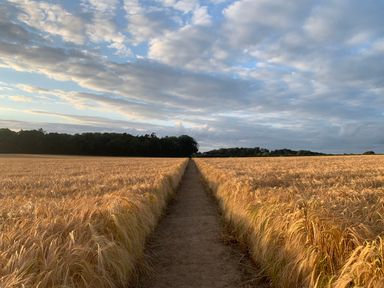 A dirt path through a golden wheat field under a partly cloudy sky at The Little Hay Barn in Bacton