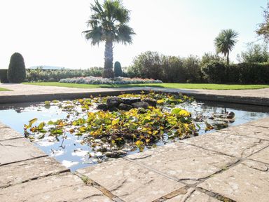 A rectangular water pond with plants and stones surrounded by stone pavement and greenery with palm trees at Castle Cove View in Castle Cove