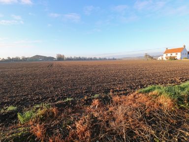 A plowed farmland with a white house and some trees under a blue sky at Rose Cottage in Downham Market
