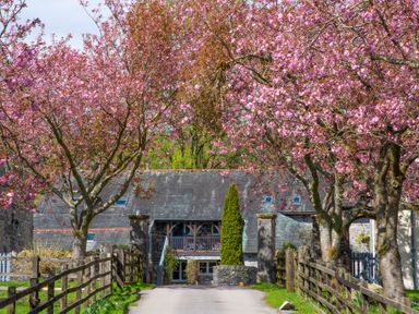 A driveway lined with wooden fences and cherry blossom trees leading to a stone building at Home Farmhouse Graythwaite near Hawkshead