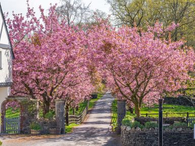 A driveway lined with pink flowering trees and stone pillars at Home Farmhouse in Graythwaite near Hawkshead