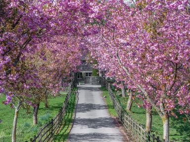 A pathway lined with blooming pink trees and wooden fences leading to a stone building at Home Farmhouse Graythwaite near Hawkshead