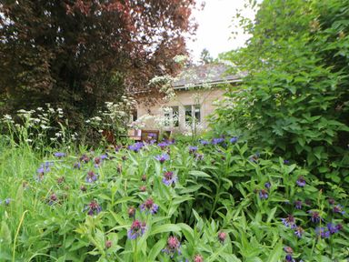 A garden with purple and white flowers and green foliage with a building in the background at The Coach House in Shepherds Dene near Corbridge