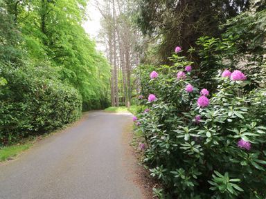 A paved path lined with green bushes and trees with pink flowers on the right side at The Coach House in Shepherd's Dene near Corbridge