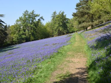 A dirt path running between fields of purple flowers and trees at The Escape in Malvern