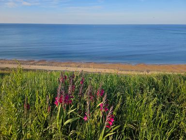 A coastal scene with purple flowers and tall grass overlooking a beach and calm sea at Sandy Combe in West Bay
