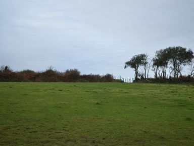 A grassy field with bushes and a row of trees in the distance at Cwrt y Wennol in Salem near Clydach