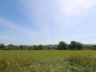 A field with sheep and trees under a clear sky at Brecknock Cheviot The Sheepfold in Llanyre near Llandrindod Wells