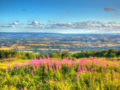 A field with pink flowers overlooking farmland and hills under a partly cloudy sky at The Linhay in Cadeleigh near Tiverton