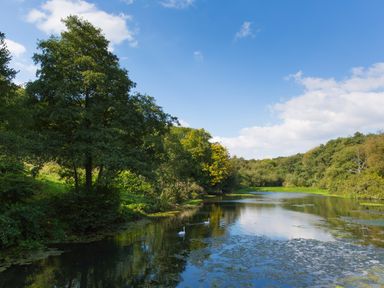 A river with trees on both sides and two swans swimming at The Linhay in Cadeleigh near Tiverton