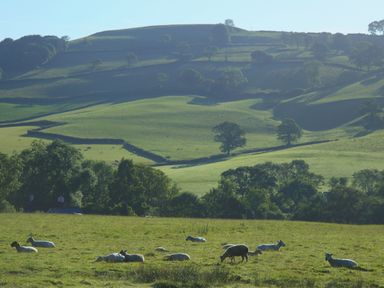 A grassy field with sheep grazing and rolling hills in the background at The Linhay in Cadeleigh near Tiverton