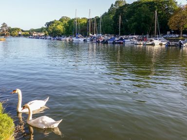 A river with two swans near the shore and sailboats docked along the opposite bank at Victoria Lodge in Kingsbridge