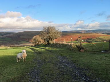 A grassy field with a sheep near a dirt path and trees by a metal gate at Nant Moel Isaf Farm in Rhydyfro near Pontardawe
