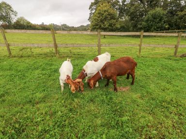 Three goats grazing on grass in a fenced field with trees in the background at Y Beudy in Crosswell Eglwyswrw near Newport Pembrokeshire