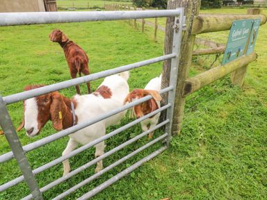 Three goats behind a metal gate in a grassy fenced enclosure at Y Beudy in Crosswell Eglwyswrw near Newport Pembrokeshire