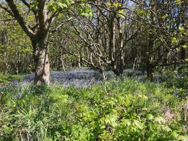 A forest with bluebells blooming on the ground at Ardlochan Lodge - Culzean Castle Maybole