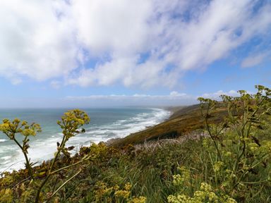 A coastal landscape with waves and wildflowers on a cliff at Garretts in Kingsand And Cawsand