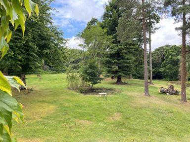 A grassy clearing with trees scattered around a small pond and two deer grazing at Deer Leap House in Moreton