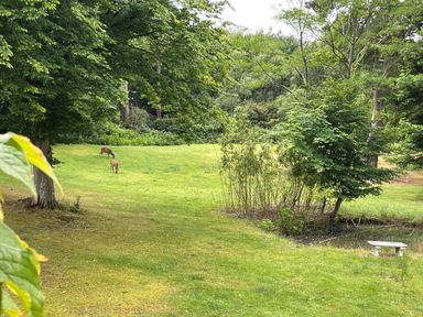 A grassy field with two deer grazing trees and a stone bench at Deer Leap House in Moreton