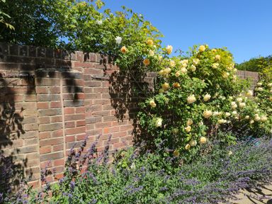 A garden with yellow roses and purple flowers growing along a brick wall under a clear blue sky at Orchard Lodge in Bolney