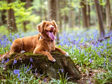 A dog lying on a moss-covered tree stump in a forest with blue flowers around