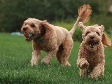 Two small dogs running and playing on grass outside