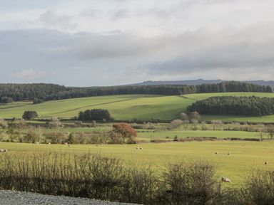 A rural landscape with green fields sheep and trees at Stapeley Pod in White Grit near Chirbury