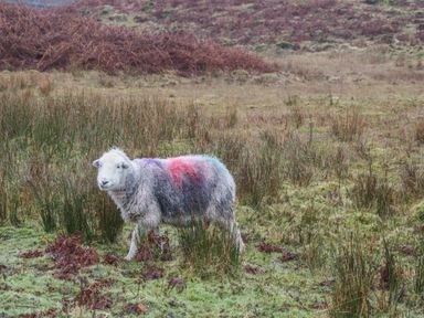 A sheep with colored markings on its wool standing in a grassy field with shrubs and moss at The Croft Bungalow in Plumbland near Aspatria