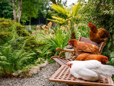 Four chickens sitting on a wooden bench in a garden with lush greenery and flowers at Ash Cottage in Warbstow