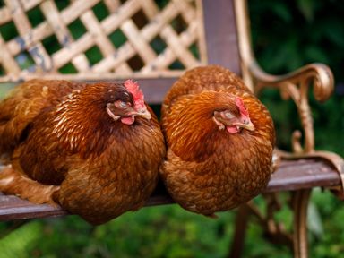 Two brown chickens resting on a wooden and metal bench outdoors