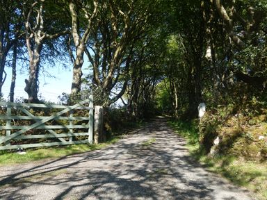 A gravel driveway with a green wooden gate and trees on both sides at Little Leighs in Warbstow