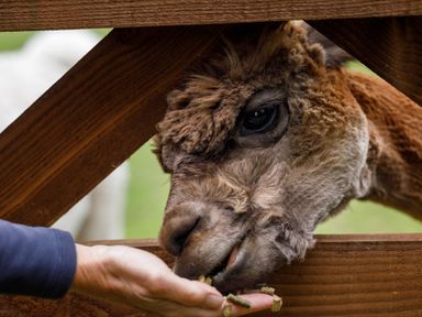 An alpaca eating pellets from a person's hand through a wooden fence