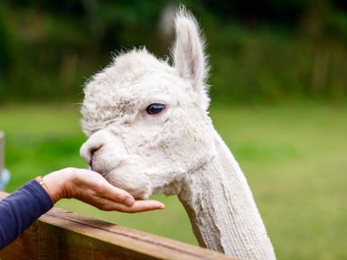 A white alpaca being fed by a person with a wooden fence and green grass in the background at Little Leighs in Warbstow