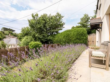 A garden with lavender plants wooden benches and a wooden shed near a house at Tresawle in Crantock