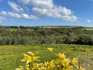 A landscape with trees grass and yellow flowers under a blue sky at Woodhall in Cardinham