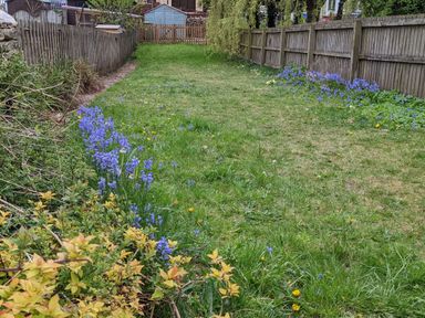 A fenced garden with grass and rows of blue and yellow flowers along the sides