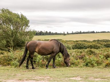 A brown horse grazing on grass near bushes with a field and trees in the background at The Stables in Crowcombe