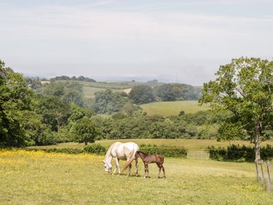 A white horse and a brown foal in a grassy field with trees and hills in the background at The Stables in Crowcombe