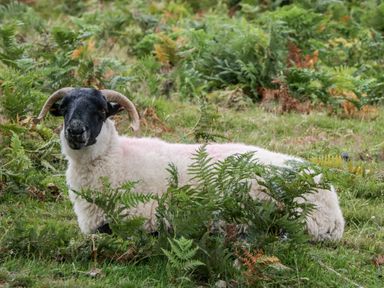 A sheep with twisted horns lying on grass surrounded by green ferns at The Outlook in Crowcombe