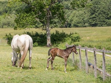 A white horse grazing and a brown foal standing near a wooden fence in a grassy field with trees in the background at The Outlook in Crowcombe