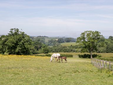 A green field with a white horse and a brown foal near trees and a fence at The Outlook in Crowcombe