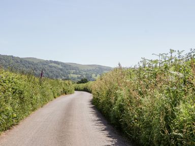 A narrow country road with tall grass and bushes on both sides and hills in the background at The Outlook in Crowcombe