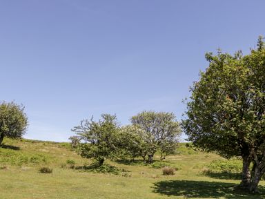 A grassy field with scattered trees under a clear sky at The Outlook in Crowcombe