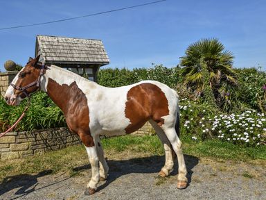 A brown and white horse standing on a gravel path near a garden with flowers and palm trees at Valley View in Mullion