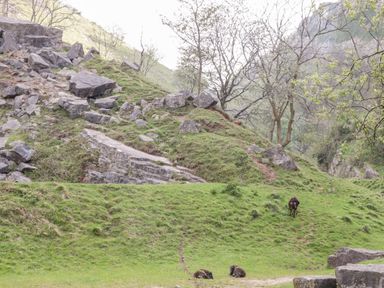 A grassy hillside with rocks trees and three sheep resting and grazing