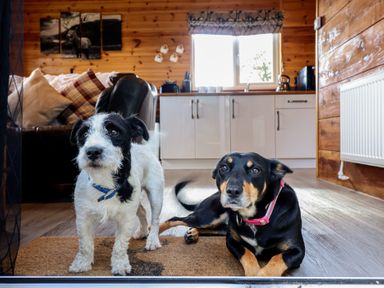 Two dogs on a doormat in a living room at Stag Lodge Pod in Llanfair Caereinion