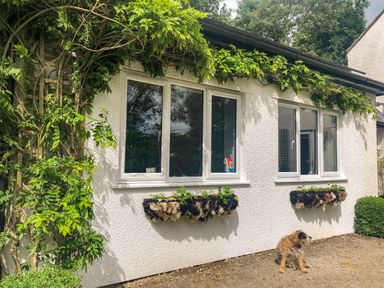 An exterior wall of a house with two white framed windows green plants on window boxes and a small dog sitting on the ground at Primrose End in Jacobstow